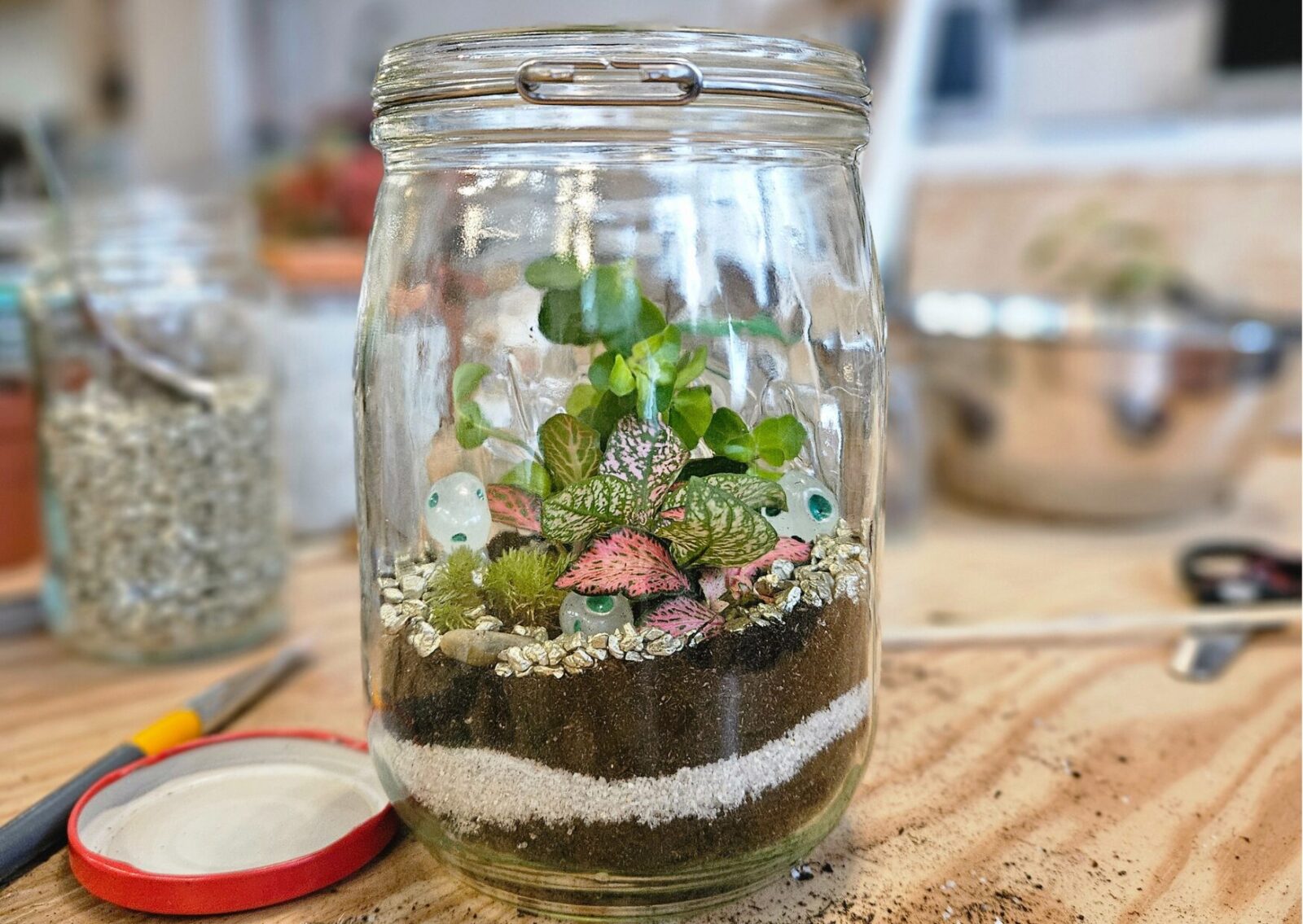 terrarium de plantes tropicales enfant